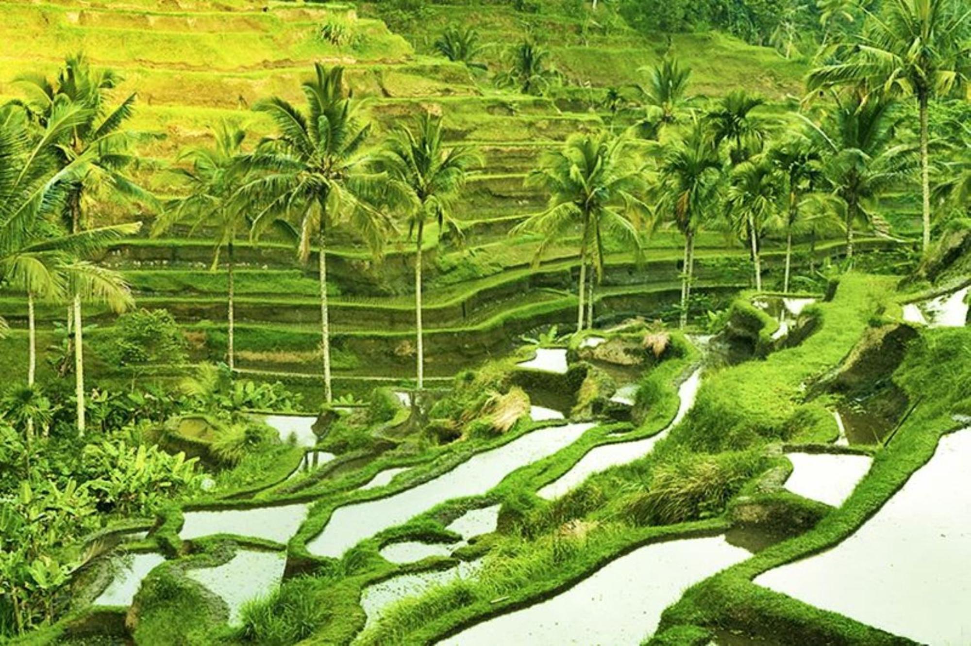 Asvara Villa Ubud By Ini Vie Hospitality Exteriér fotografie